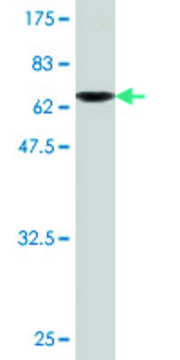 Monoclonal Anti-DNAJA2 antibody produced in