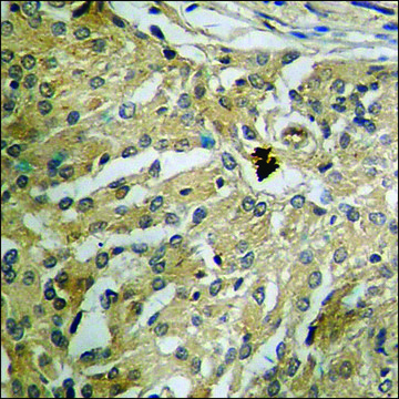 Anti-phospho-CDC16/APC6 (pSer???) antibody produced in