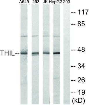 Anti-ACAT1 antibody produced in rabbit
