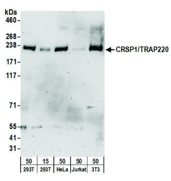 Goat anti-CRSP1/TRAP220 Antibody, Affinity Purified