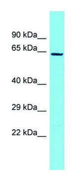 Anti-NDNF (C-terminal) antibody produced in