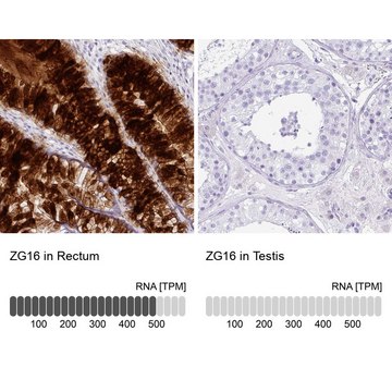 Anti-ZG16 antibody produced in rabbit