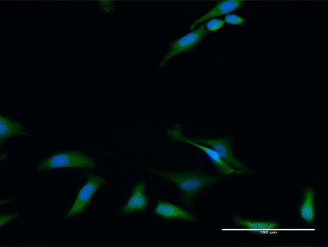 Anti-RIOK2 antibody produced in rabbit