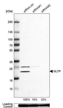 Anti-GLTP antibody produced in rabbit