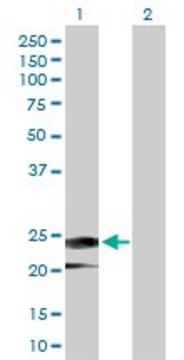 Anti-IFNA14 antibody produced in rabbit