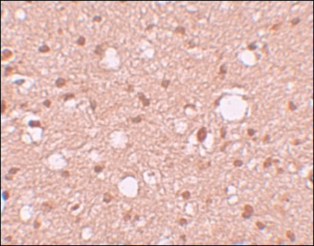 Anti-APBA2 antibody produced in rabbit