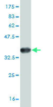 ANTI-HSF4 antibody produced in mouse
