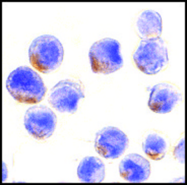 Anti-STAT1? antibody produced in rabbit