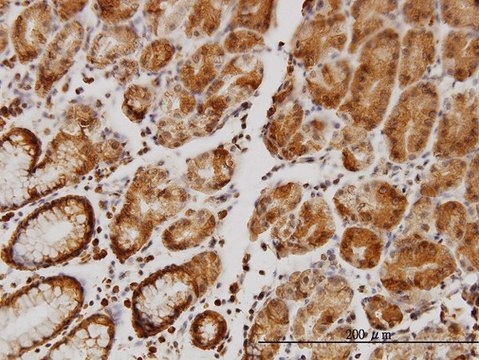 Monoclonal Anti-SLC9A1 antibody produced in