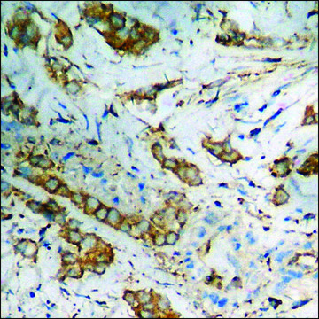 Anti-phospho-Bcr (pTyr¹??) antibody produced in