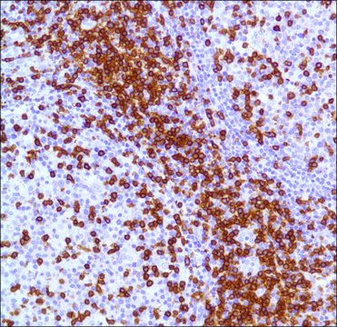 Anti-CD3 antibody, Rabbit monoclonal