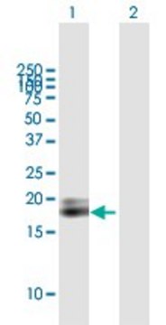 ANTI-IFNA1 antibody produced in mouse