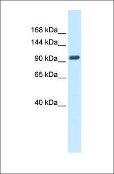 Anti-ZNF512B antibody produced in rabbit