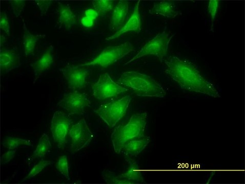 Monoclonal Anti-TRAPPC4 antibody produced in