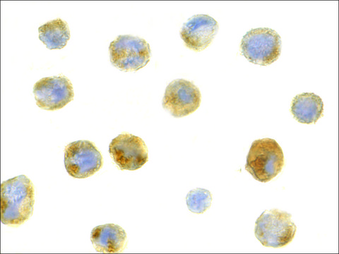 Anti-Beclin-1 (ab1) antibody produced in
