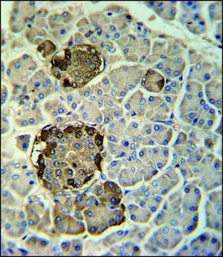 ANTI-REG3G (CENTER) antibody produced in