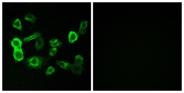 Anti-OR5P2 antibody produced in rabbit