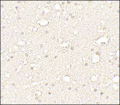 Anti-ALPHA-TUBULIN antibody produced in rabbit