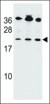 ANTI-BAK (BH3 DOMAIN SPECIFIC) antibody