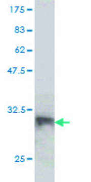 Monoclonal Anti-LANCL1 antibody produced in