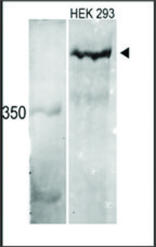 Anti-MLL3 (C-term) antibody produced in