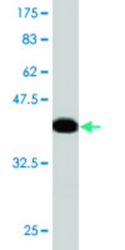 Monoclonal Anti-MGAT4A, (C-terminal) antibody produced