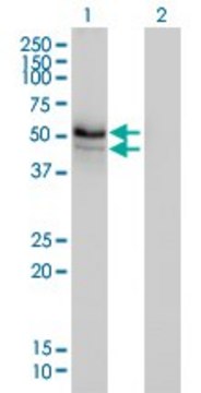 Monoclonal Anti-HERPUD1 antibody produced in