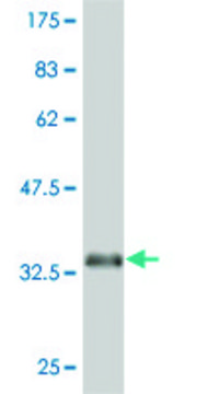 ANTI-EPHA5 antibody produced in mouse