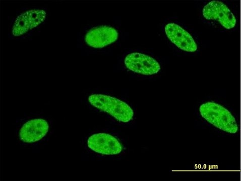 ANTI-MEF2A antibody produced in mouse