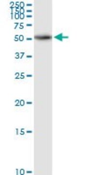 Anti-SCLY antibody produced in rabbit