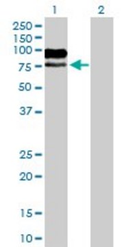 Anti-MAG antibody produced in mouse