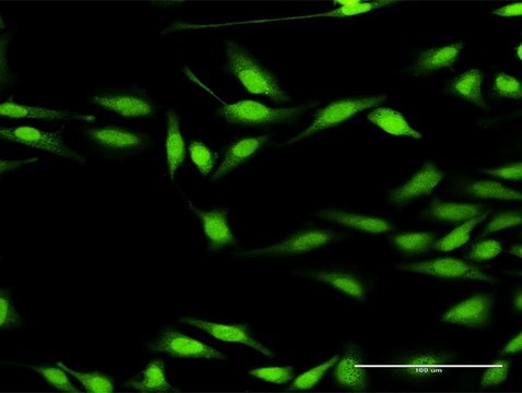 Anti-DGKZ antibody produced in rabbit