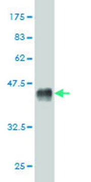 Monoclonal Anti-MCPH1 antibody produced in