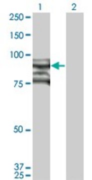 ANTI-TOP3B antibody produced in mouse