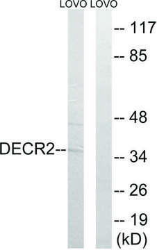 Anti-DECR2 antibody produced in rabbit