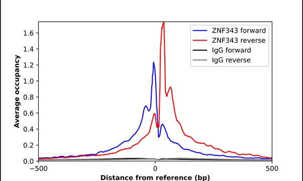 Anti-ZNF343 antibody produced in rabbit