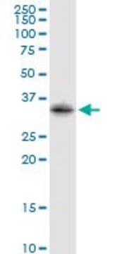 Anti-STX2 antibody produced in rabbit