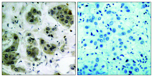 Anti-AKT antibody produced in rabbit