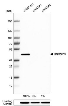 Anti-HNRNPC antibody produced in rabbit