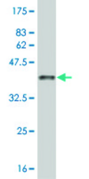Monoclonal Anti-ARHGAP6 antibody produced in