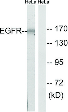 Anti-EGFR antibody produced in rabbit