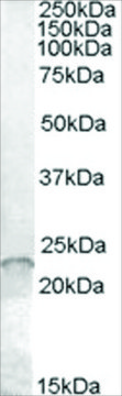 Anti-ASF1A/HSPC146 antibody produced in goat