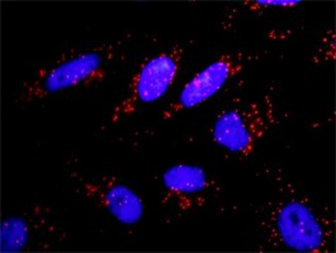 Anti-APPL1 antibody produced in rabbit