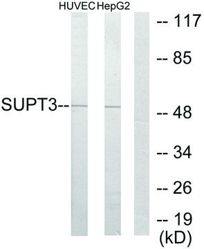 Anti-SUPT3H antibody produced in rabbit