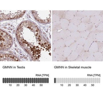 Anti-GMNN antibody produced in rabbit