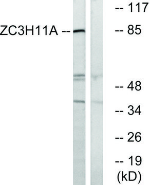 Anti-ZC3H11A antibody produced in rabbit
