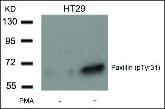 Anti-phospho-PXN (pTyr³¹) antibody produced in
