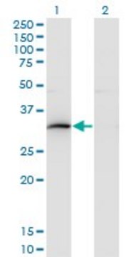 Monoclonal Anti-HOXB9 antibody produced in