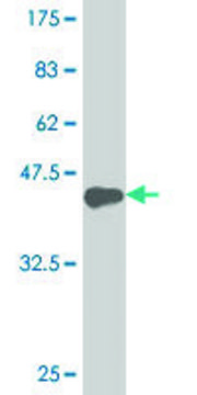 ANTI-HOXA5 antibody produced in mouse