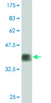 Monoclonal Anti-FUT7, (C-terminal) antibody produced